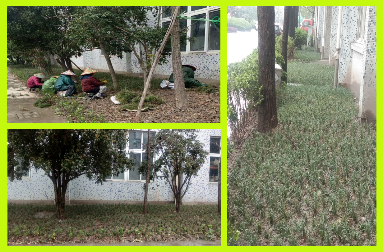 ݪֲ�̻�����������