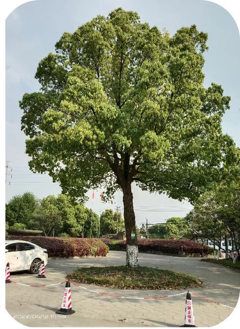 ����Ӫ���������������Ρ�